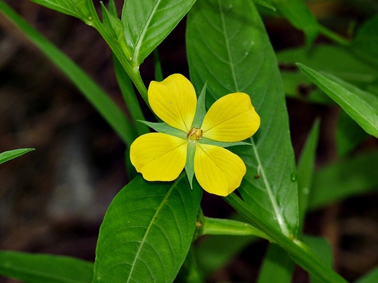 {Ludwigia decurrens}